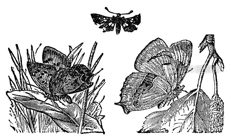小铜蝴蝶昆虫(Lycaena Phlaeas)，侏儒蛾昆虫(Thyris Fenestrella)和棕色毛纹蝴蝶昆虫(Thecla Betulae) - 19世纪